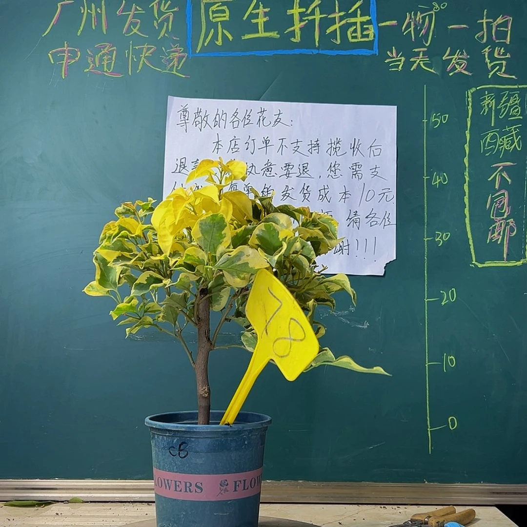 当前无花栽培后可以开花橙冰有瑕疵 78