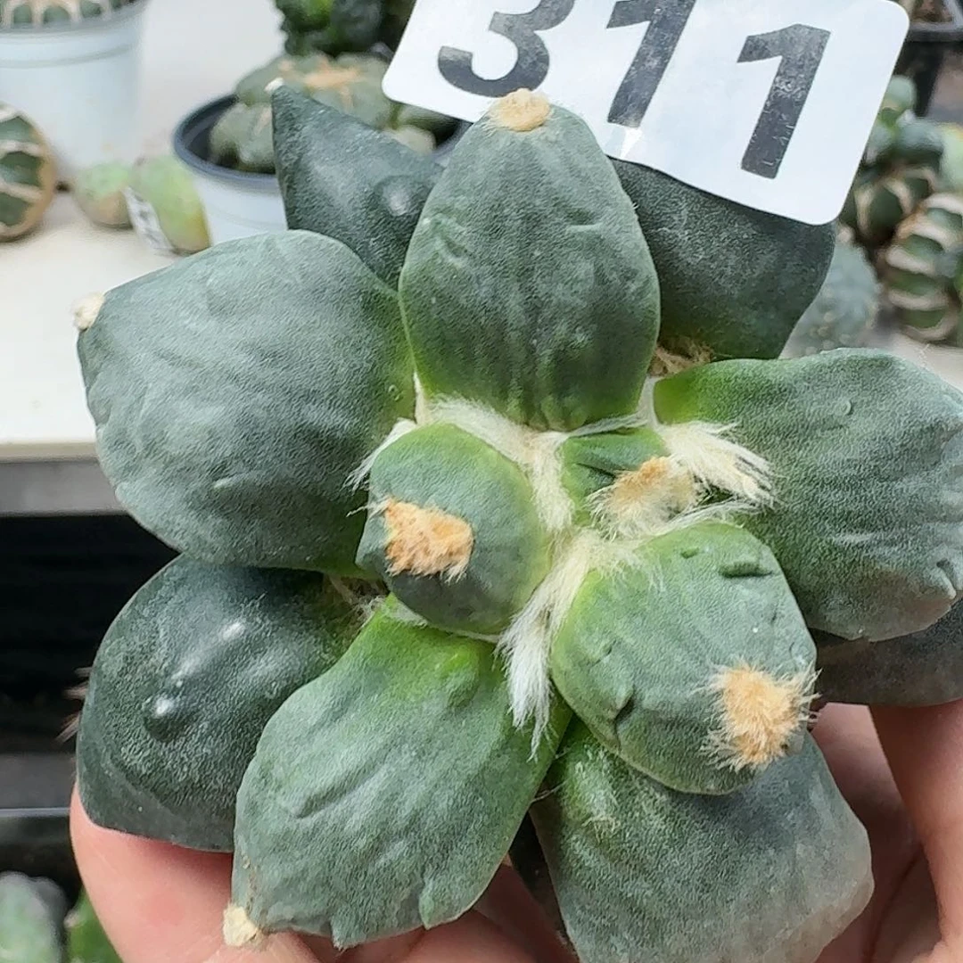 【闪购商品】无花朵三*迷牡丹311