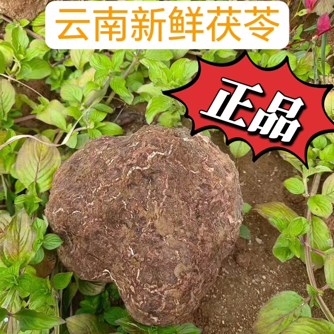 正品中药材云南正宗新鲜带皮白茯苓整个无硫生茯苓现挖现发