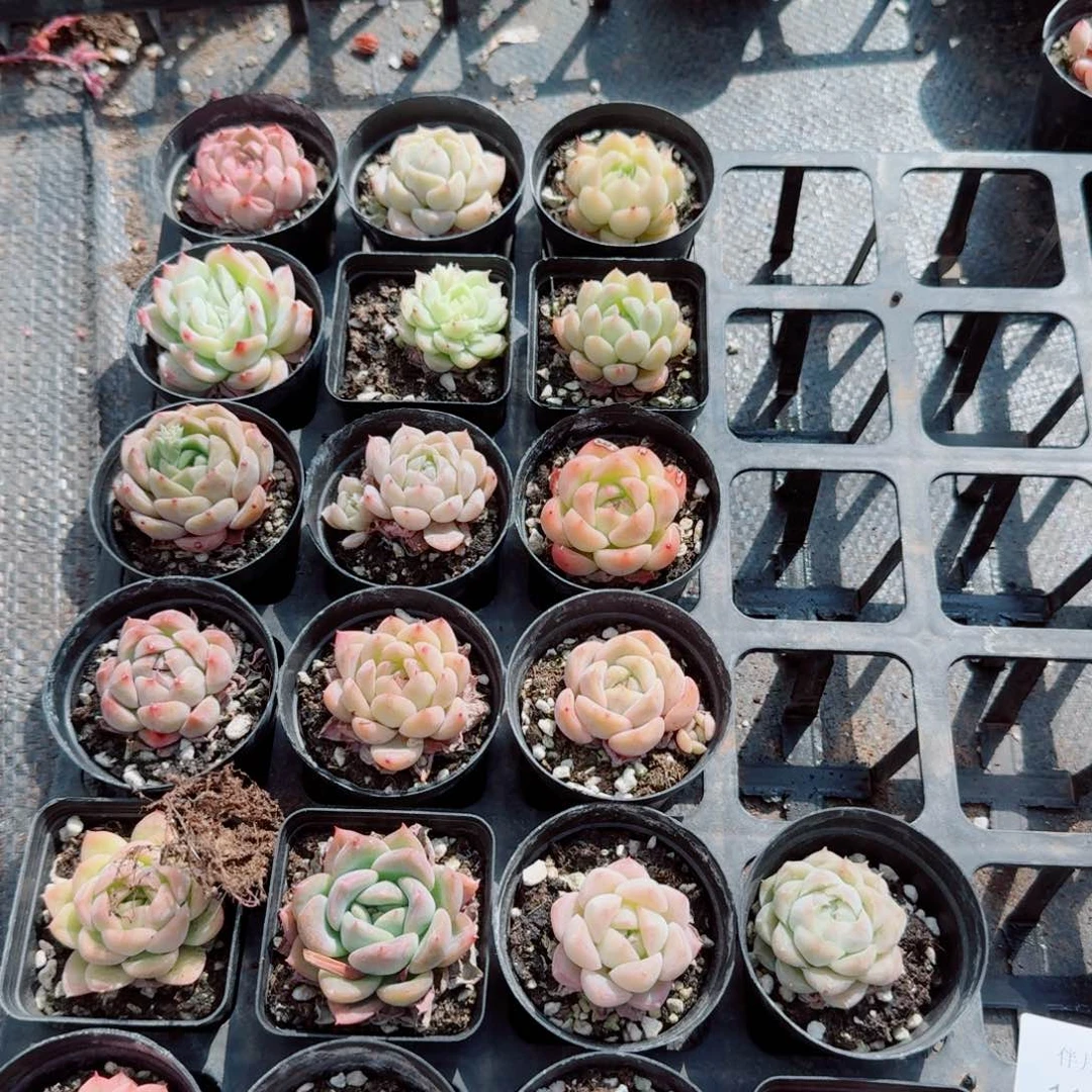 11-36杂交糖心麦秆混二十颗量拍