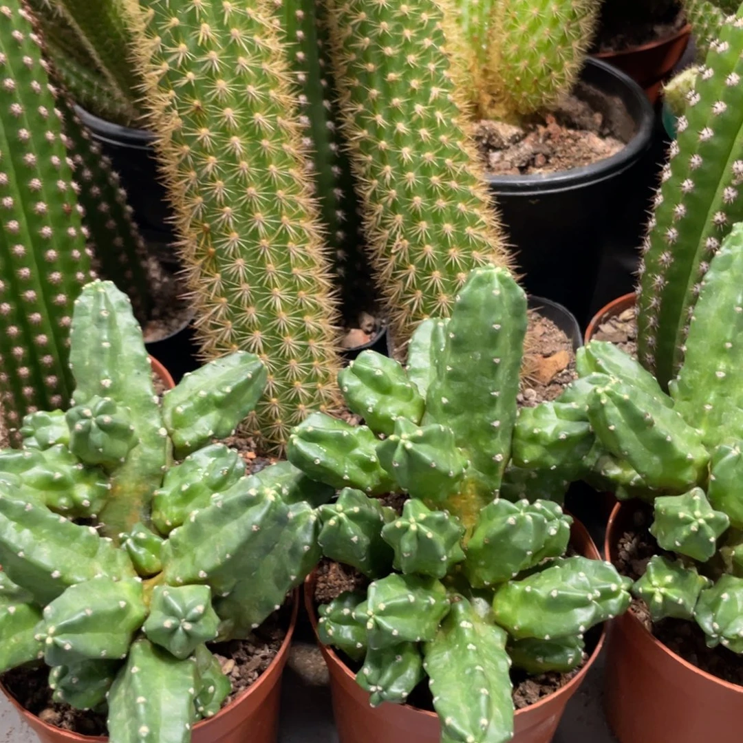 群生多头桃太郎一杯