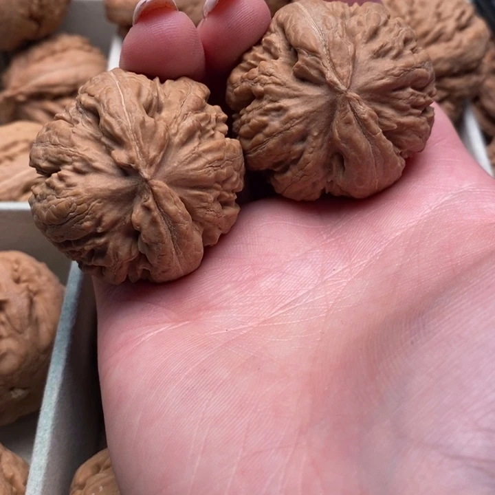 P***n霸王龙全品无修一刀没动