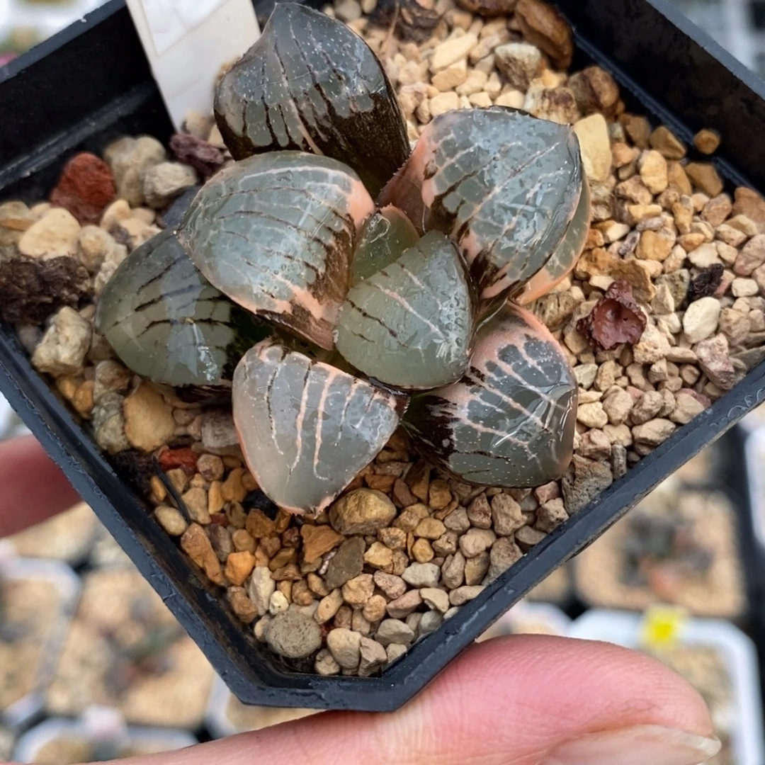 446日月潭寿锦一物一图