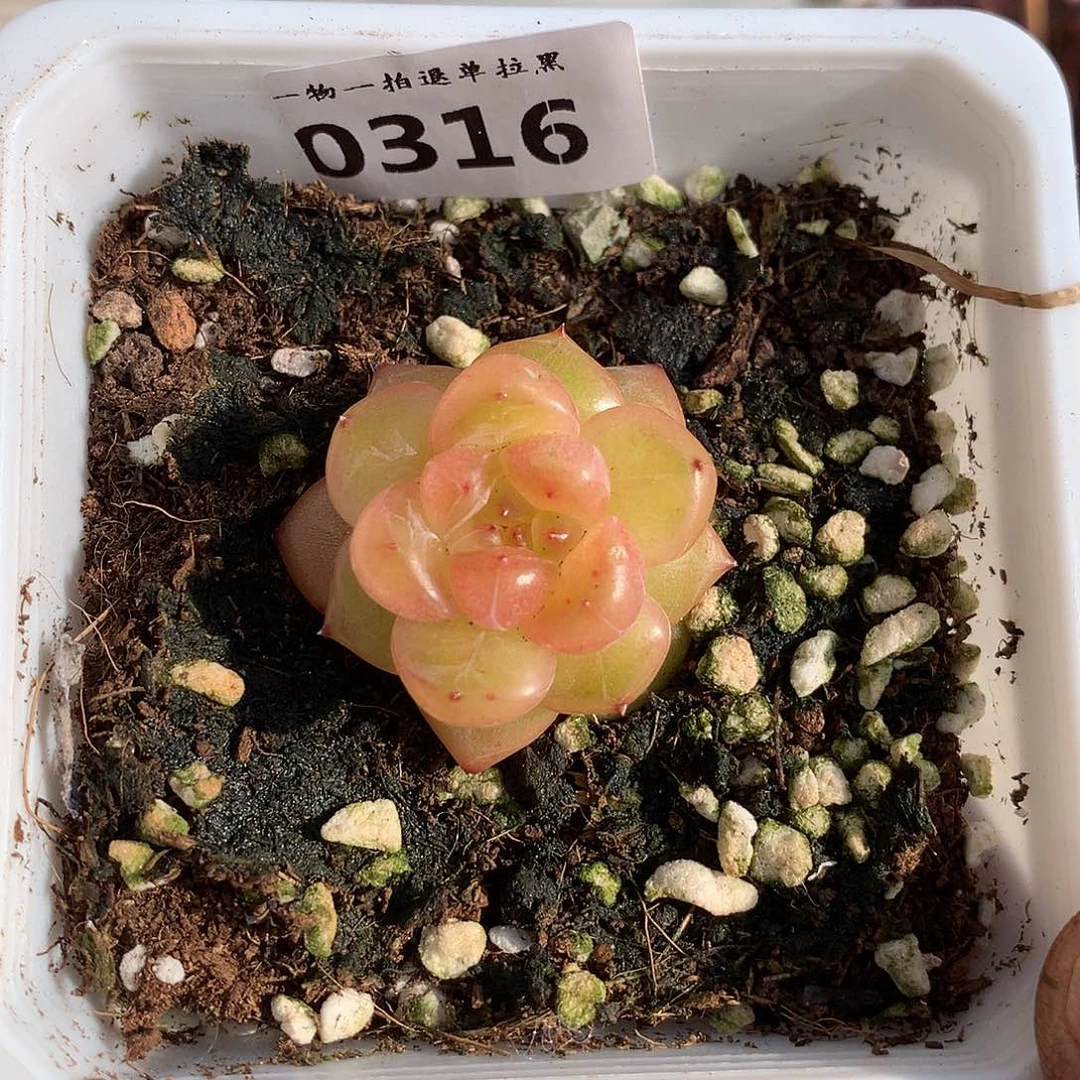 316珍妮多肉一颗3.8厘米