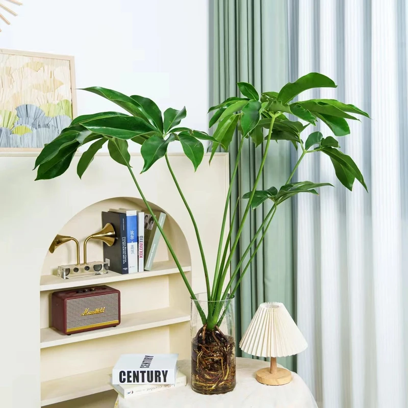 【水培 印第安羽毛】蔓绿绒 五子登科耐阴耐热网红观叶北欧风ins