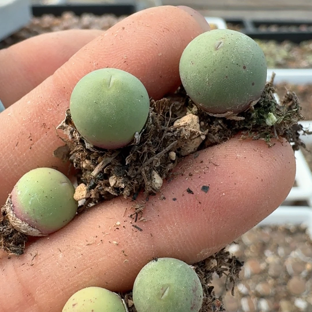 871五颗鸽子蛋福利出