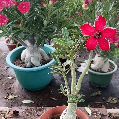 【闪购商品】无花朵c****阳