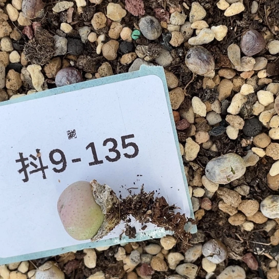 A***i9-135肉锥多肉植物