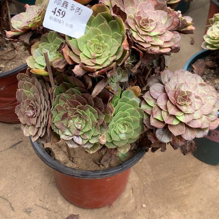 459花月夜多肉特价不售后