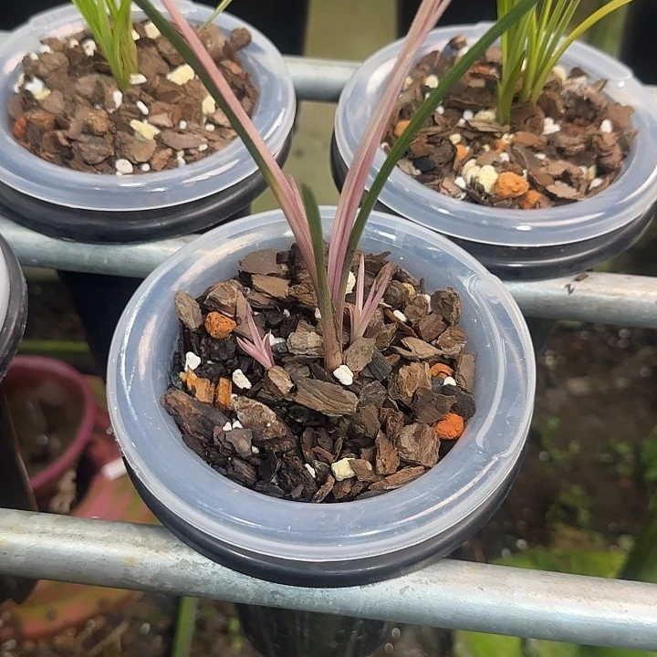 当前无花栽培后可以开花