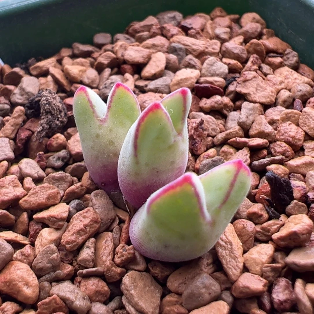 705优选985猪蹄三头