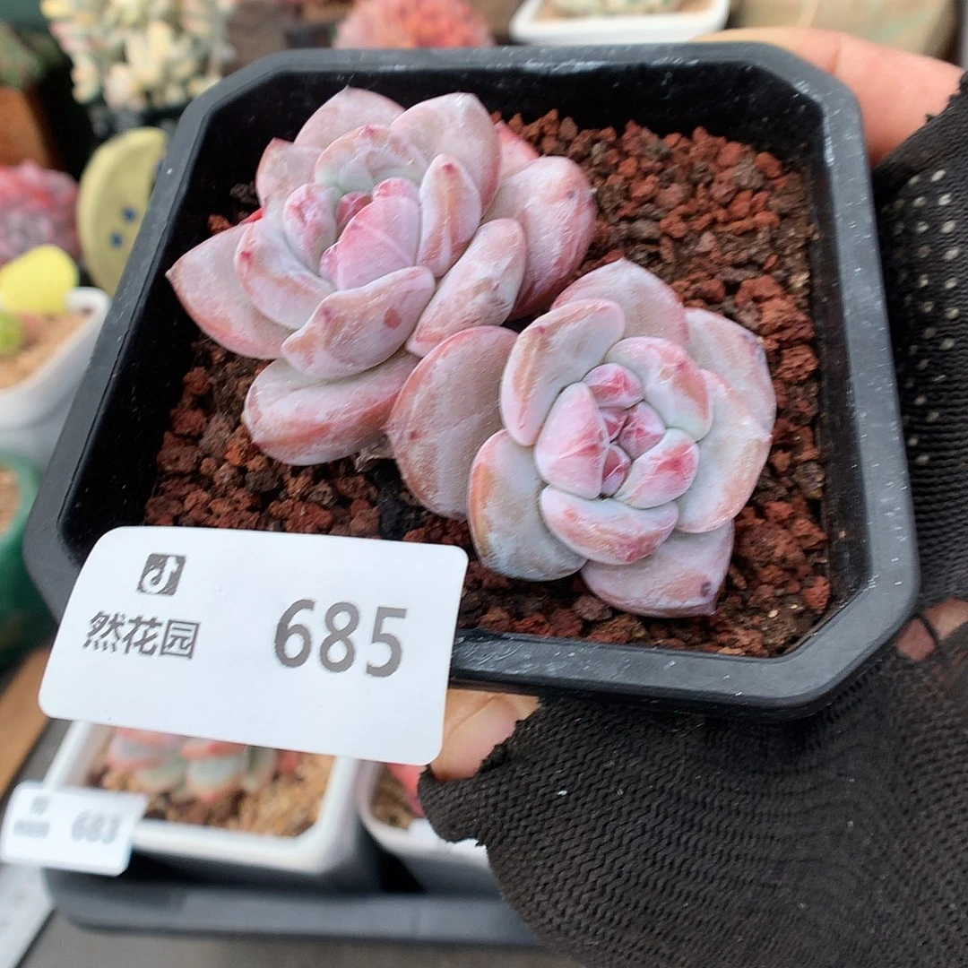 685星影多肉植物6666