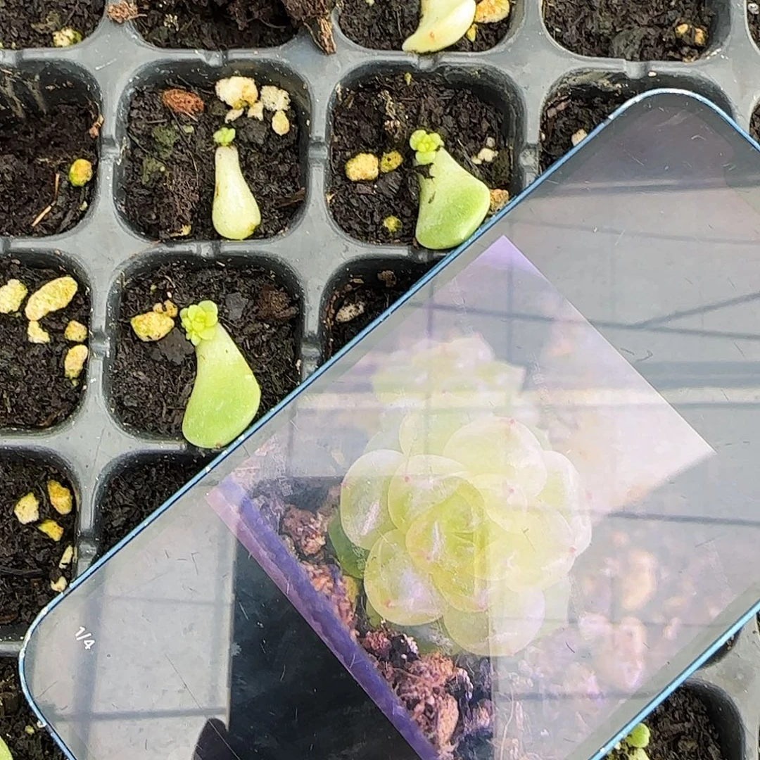 苏苏t20 芝麻一个满25包邮