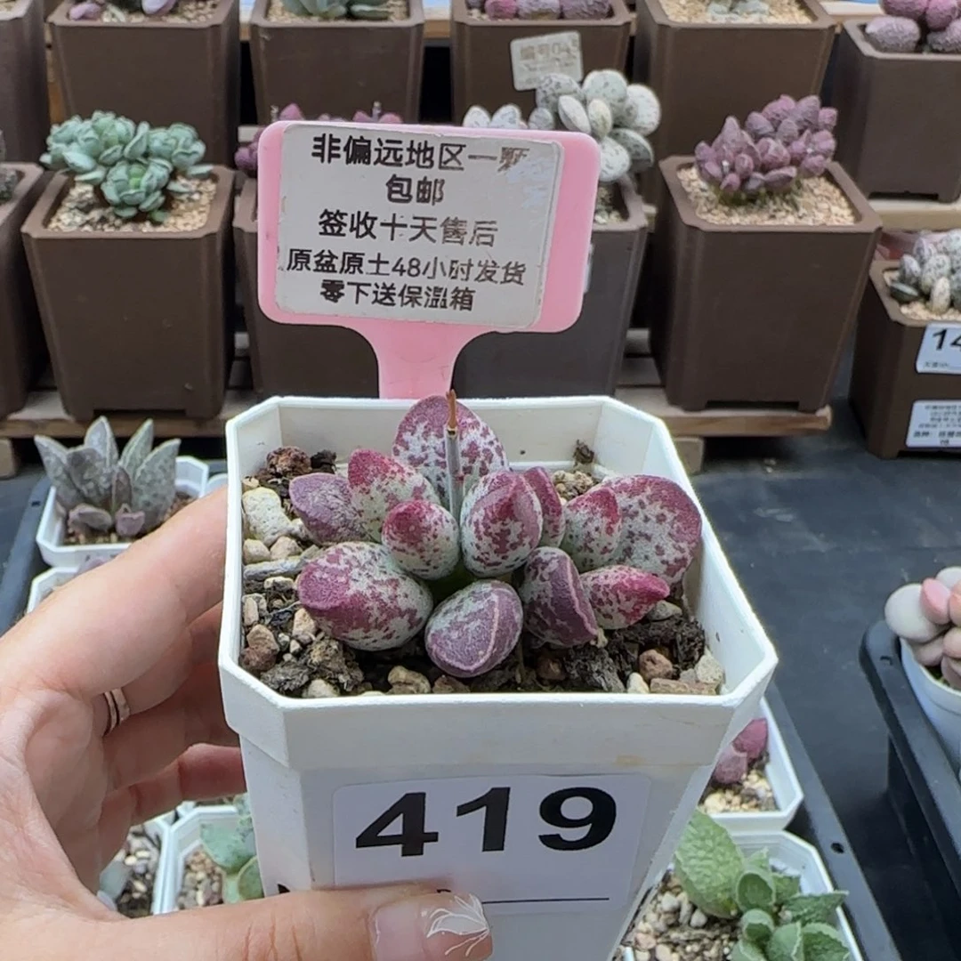 419艾薇多肉植物
