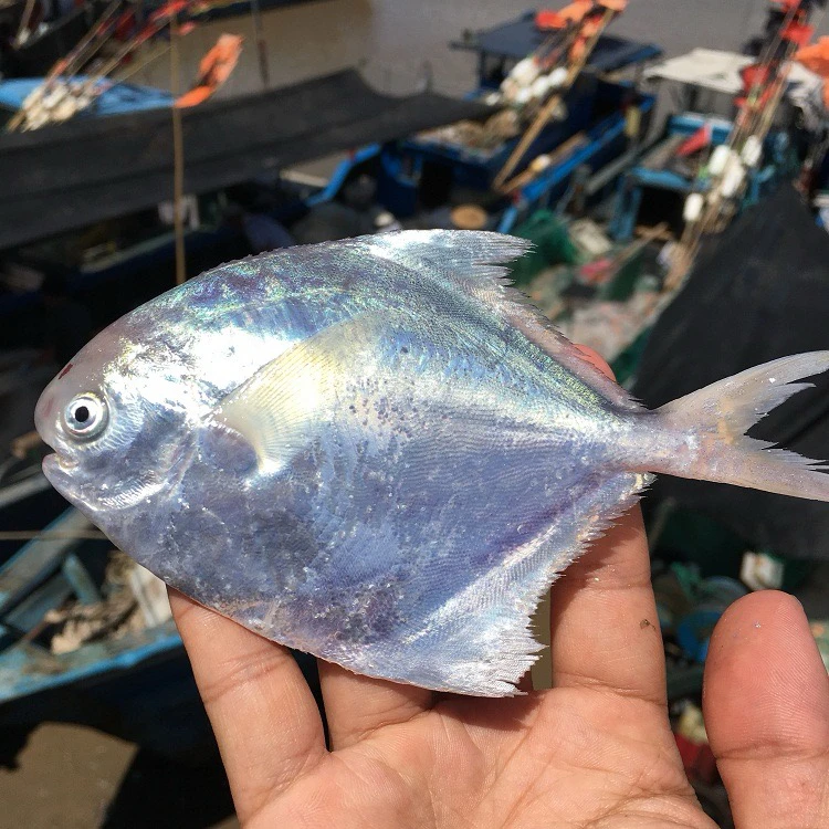 深海白鲳鱼（冰鲜）