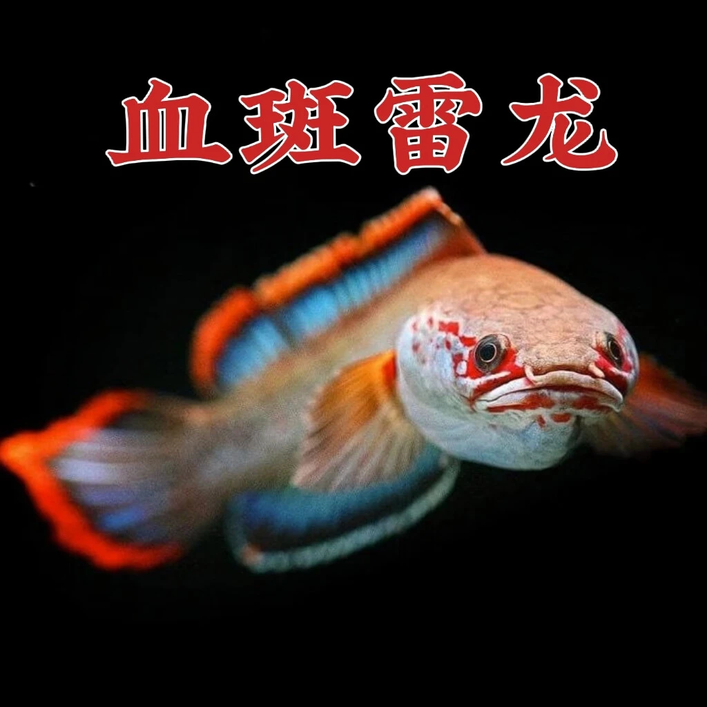 血斑雷龙1型血一雷龙血斑二型梦幻冰火雷龙发色漂亮凶猛小型鱼苗