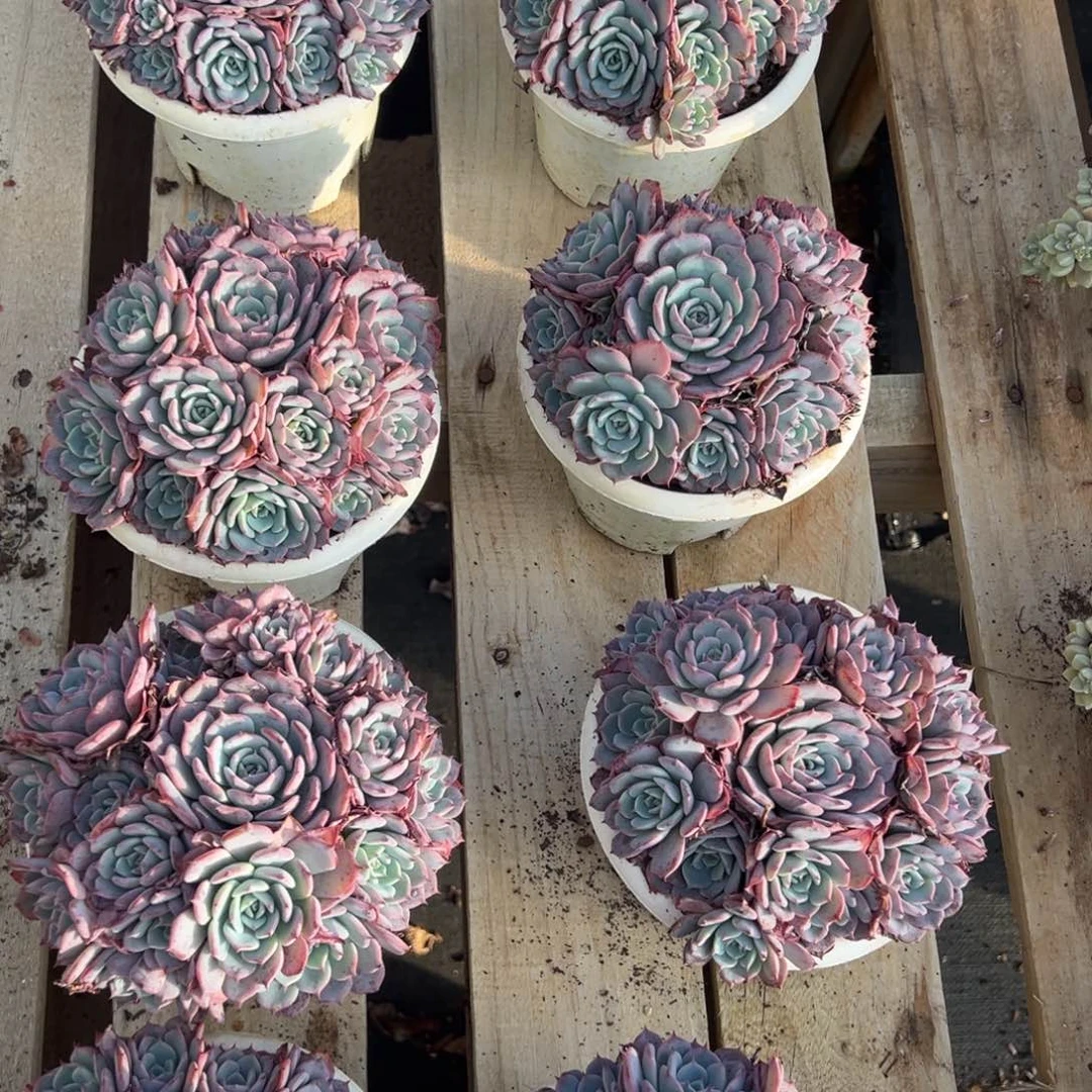 劳伦斯，15公分左右