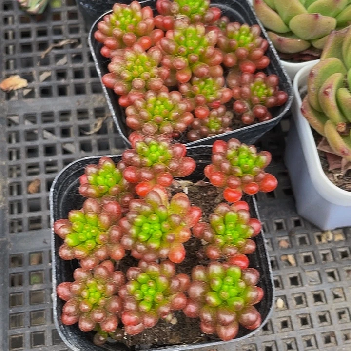 6.5方红浆果带盆土发