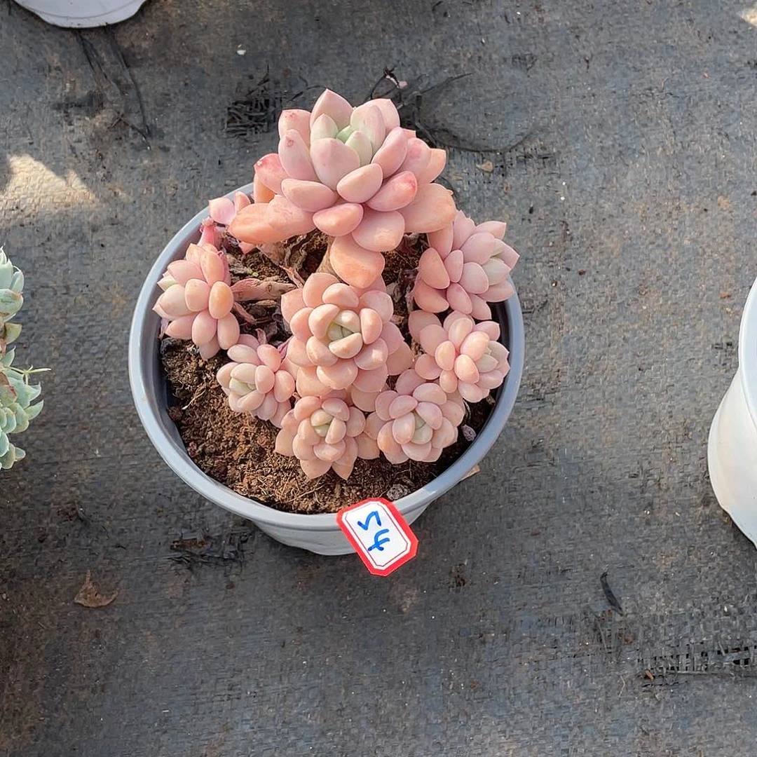 54花瓣露 一物一拍多肉