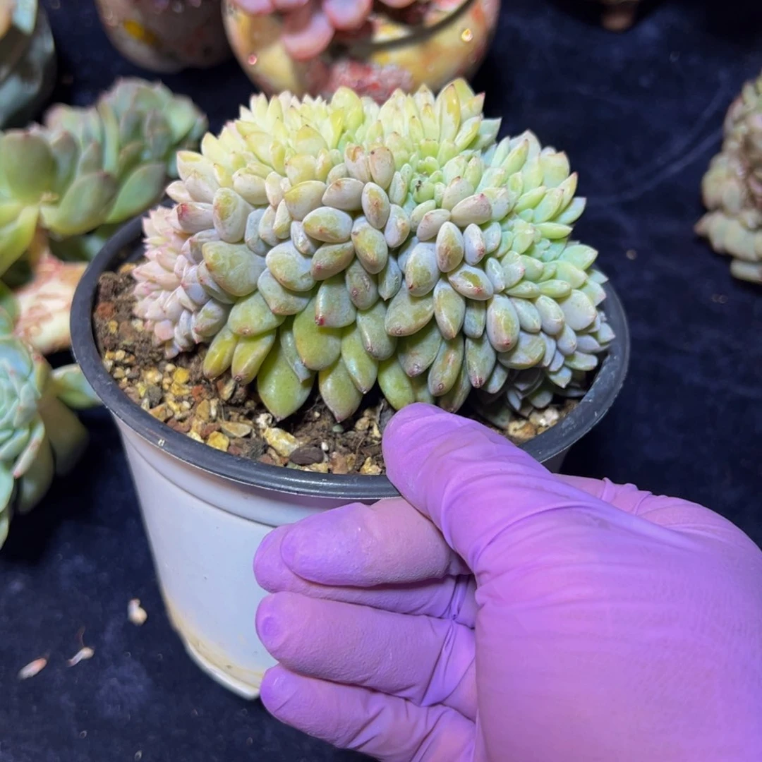 星影缀。新年快乐