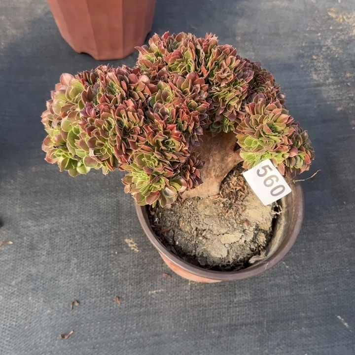 上***兒多肉植物玫瑰缀560