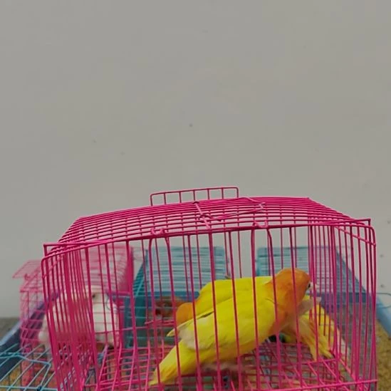 虎皮鹦鹉牡丹鹦鹉鹦鹉2只