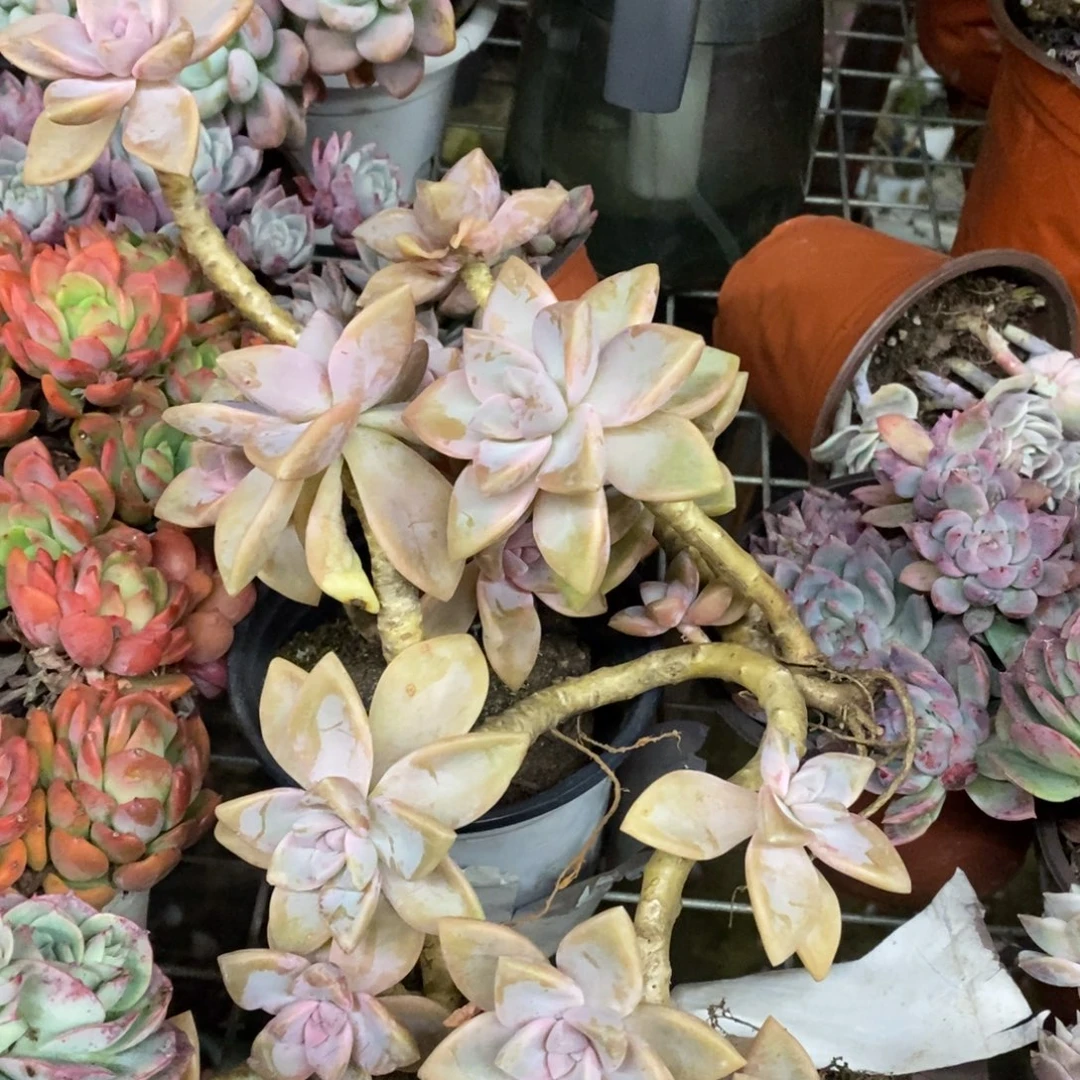 紫雾单头起发四盆