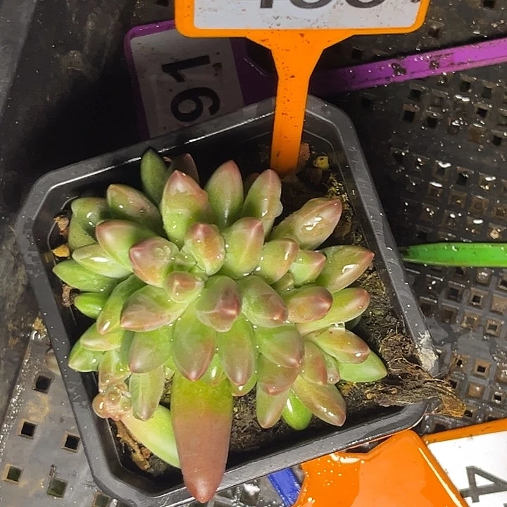 多肉植物乌拉尼亚456