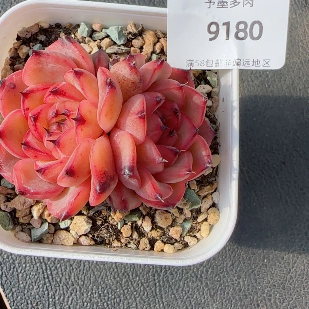 星光珍妮，9180多肉