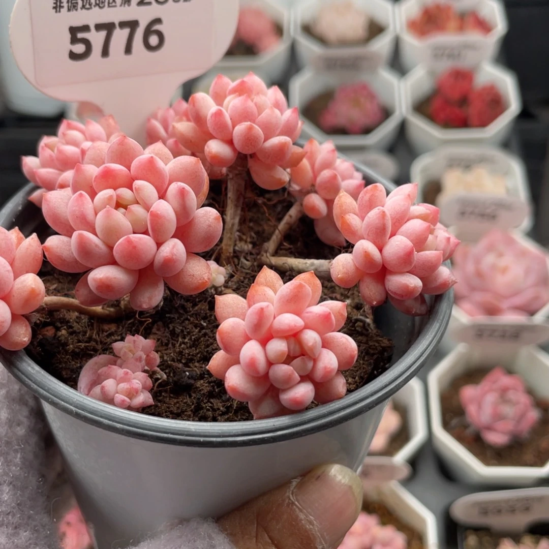 小红蛋5776-8.5厘米