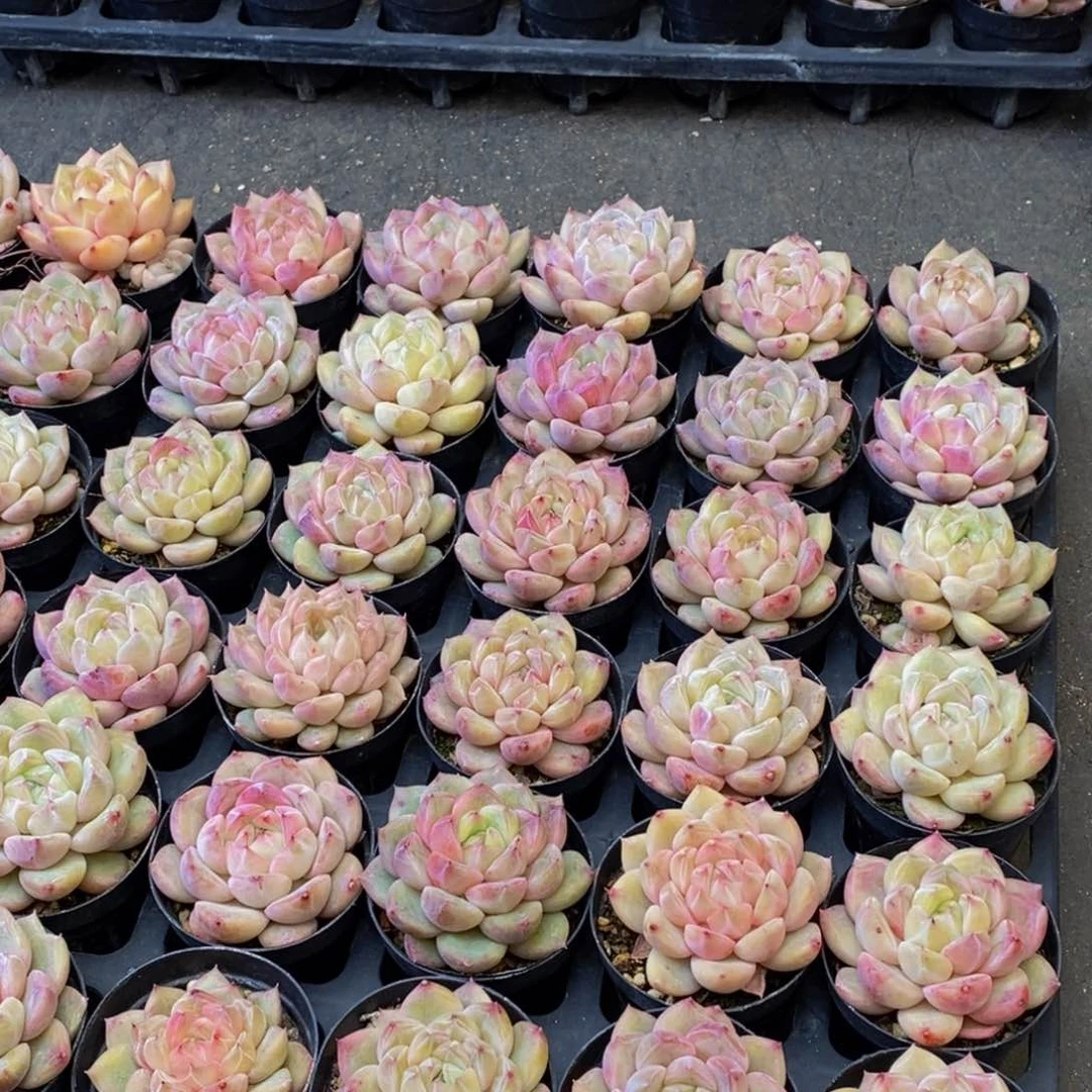 130多肉植物保护研量拍6颗