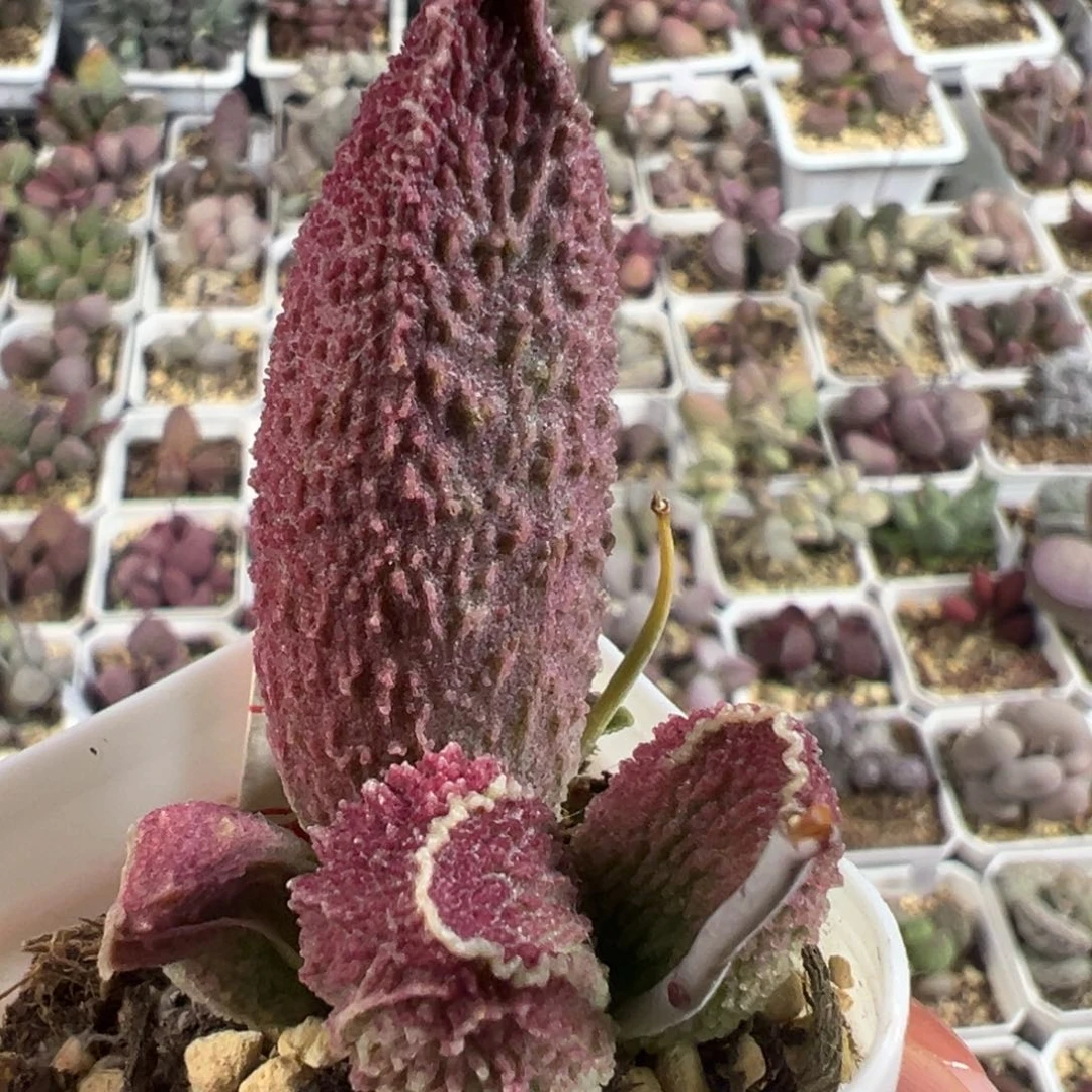 胖五大苗多肉植物水泡