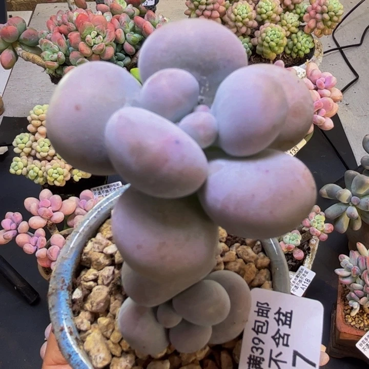 芭比奶酪137/5cm多肉