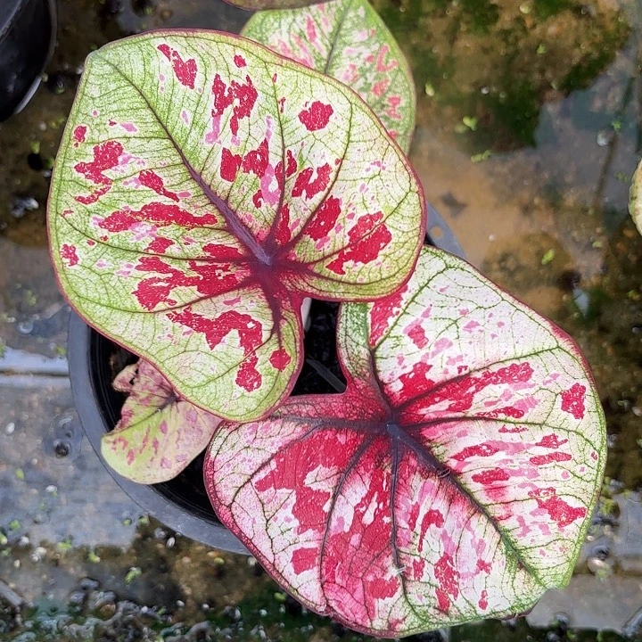 18-1002彩叶芋泰国发