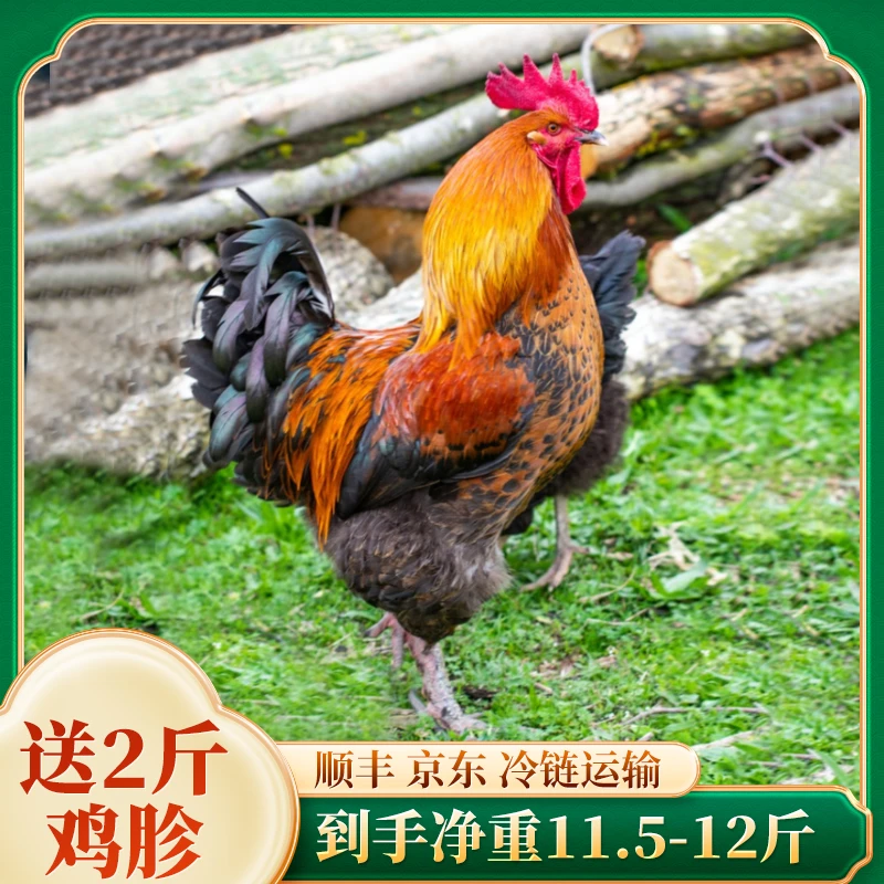 【兴旺】黑脚大公鸡2只送2斤鸡胗净重11.5-12斤每只4.7斤
