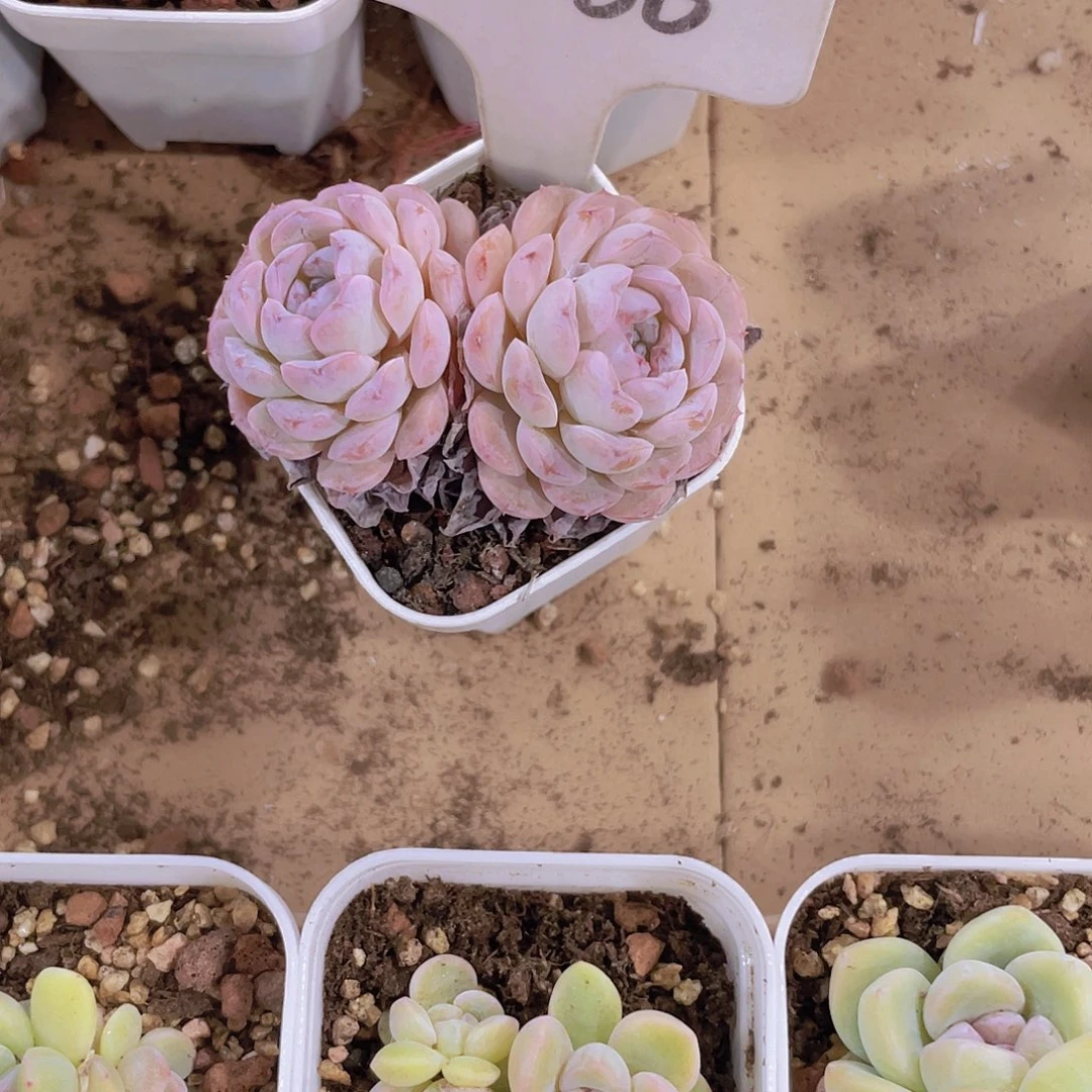 甜*岩字e066一物一拍