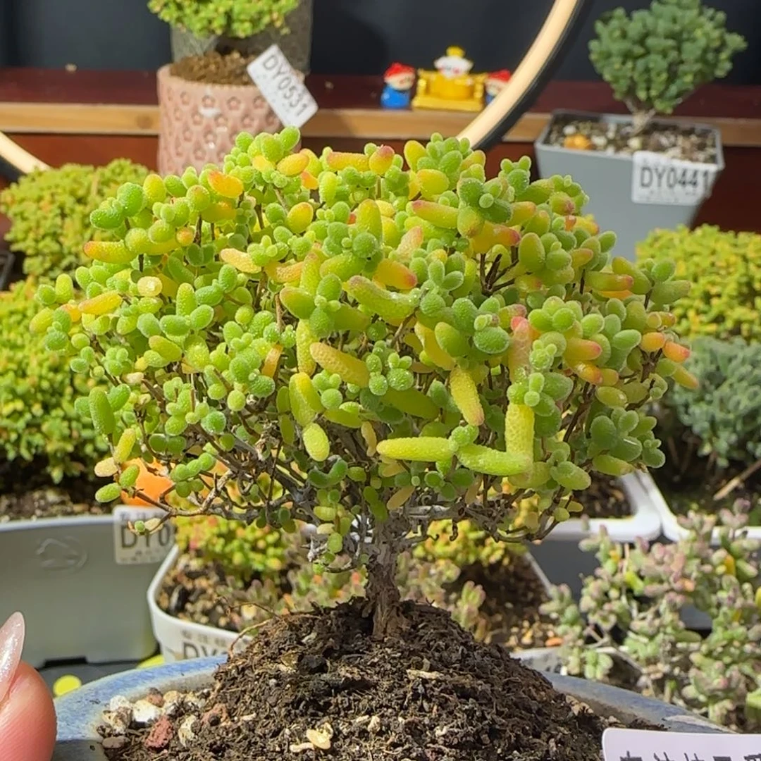 dy0533精控蜜橘直杆