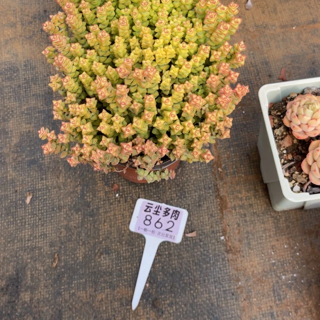 ?*?云尘多肉一物一拍862
