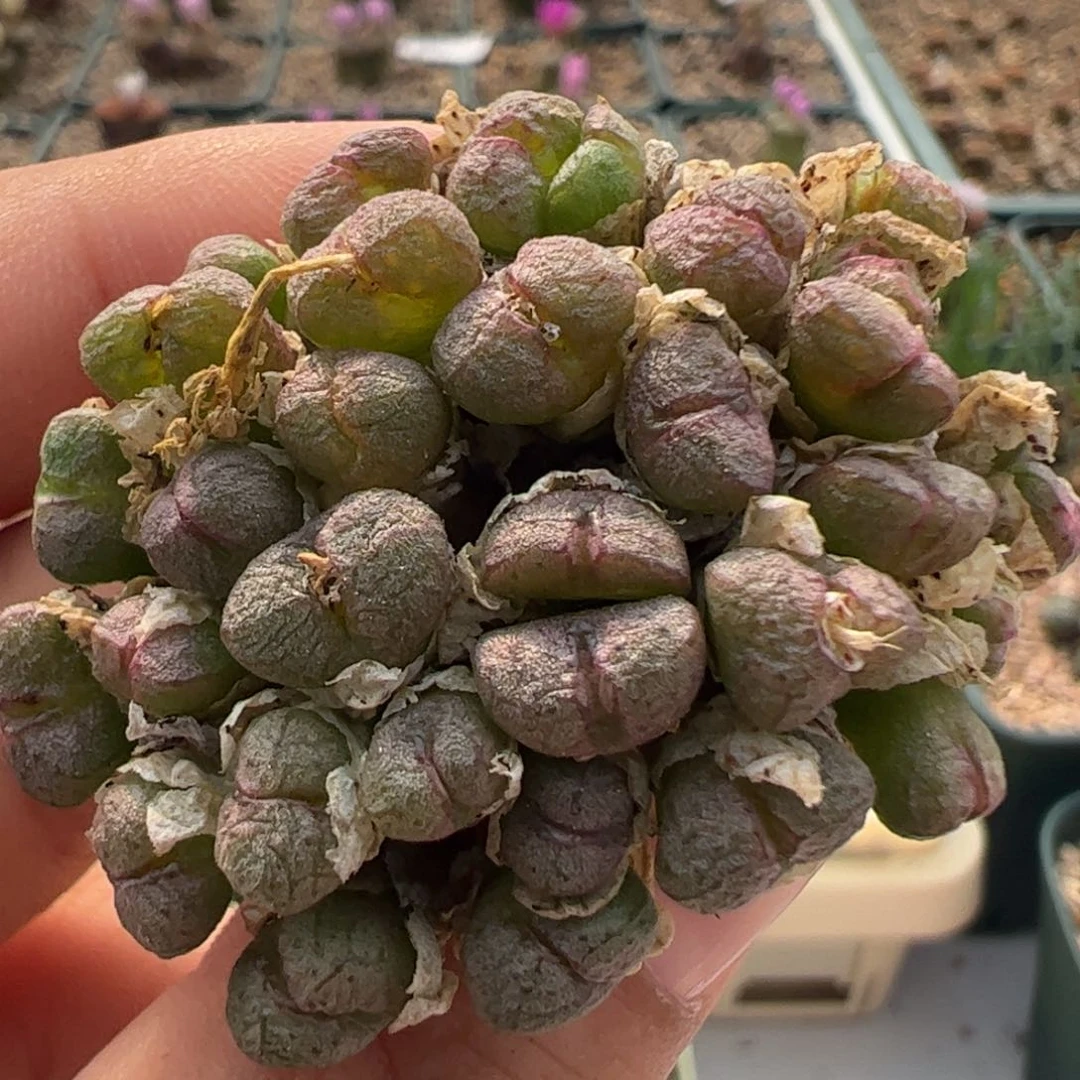 358 好看的多肉冲冲冲