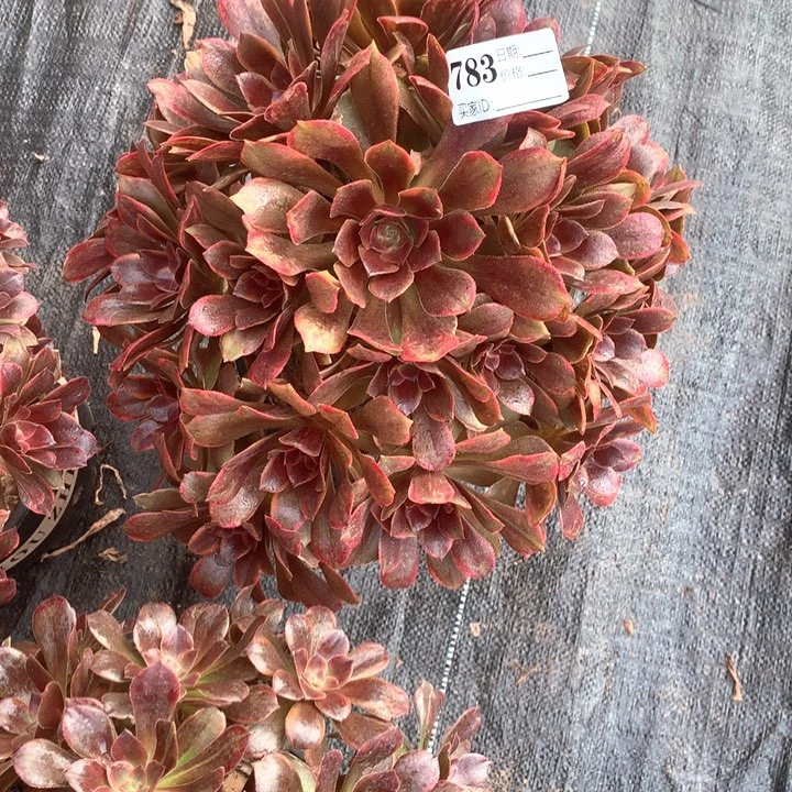 菲*多肉植物恶魔之吻783