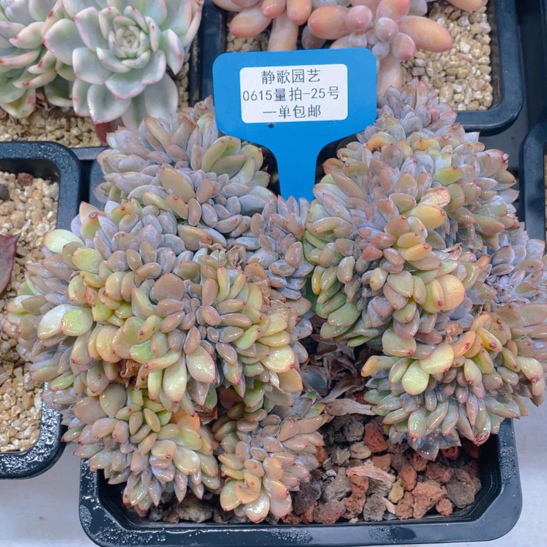 0615-25-石榴籽星影缀化高板一颗
