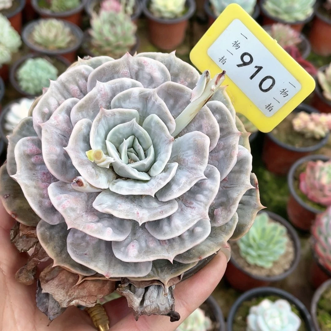 【闪购商品】孑****心910号