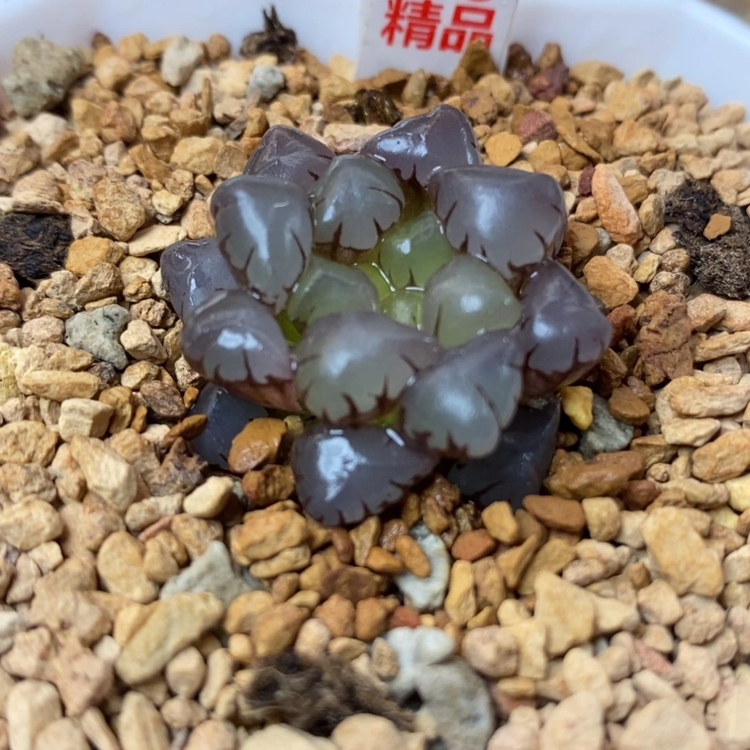 90全窗冰灯一物一图