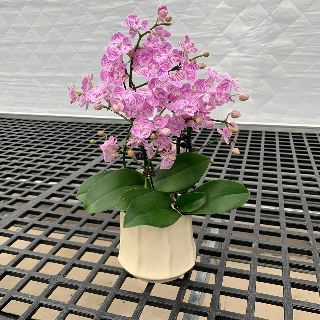 【樱花】鲜花蝴蝶兰 丰花型爆花量 家居桌摆花卉