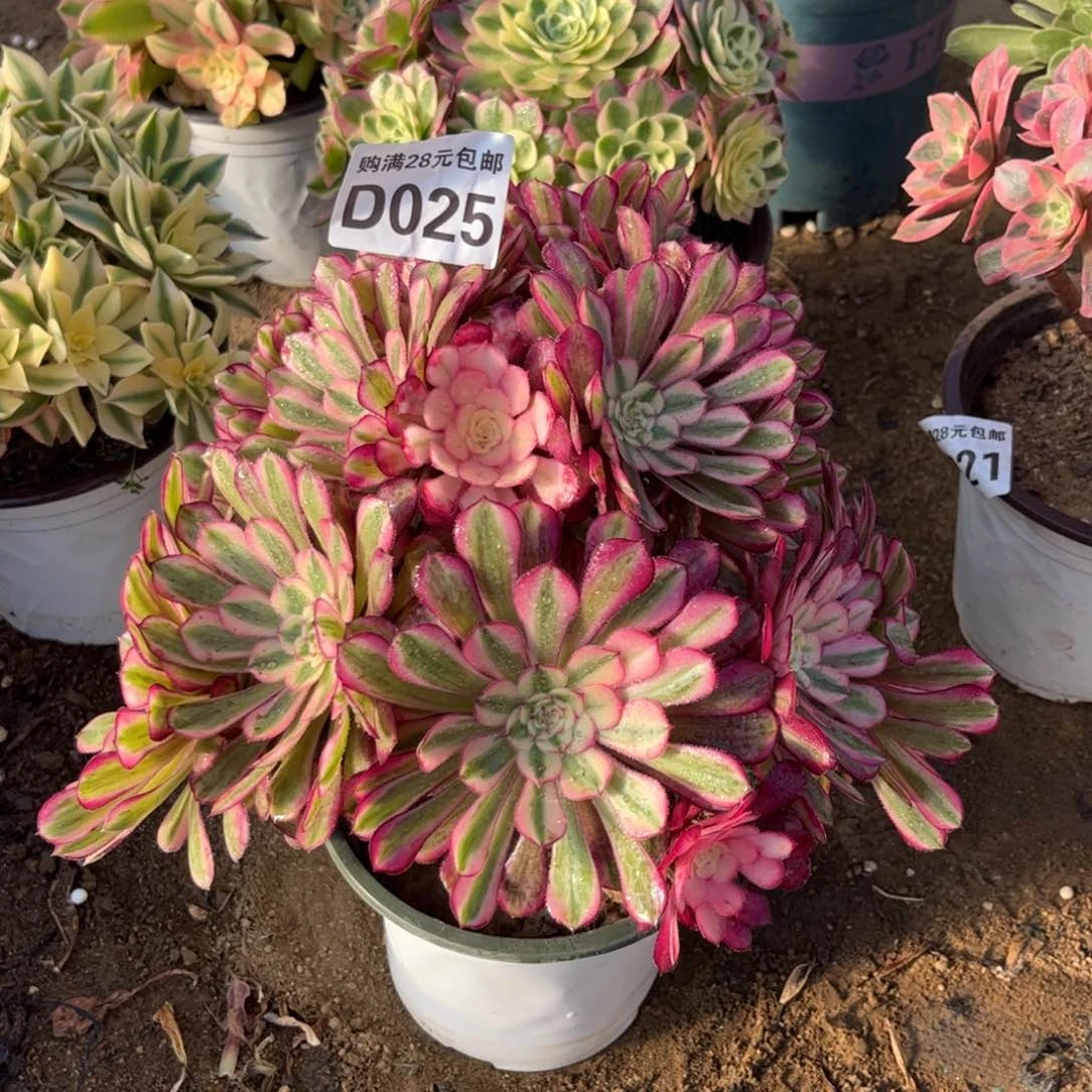 025多肉植物白月光无主头