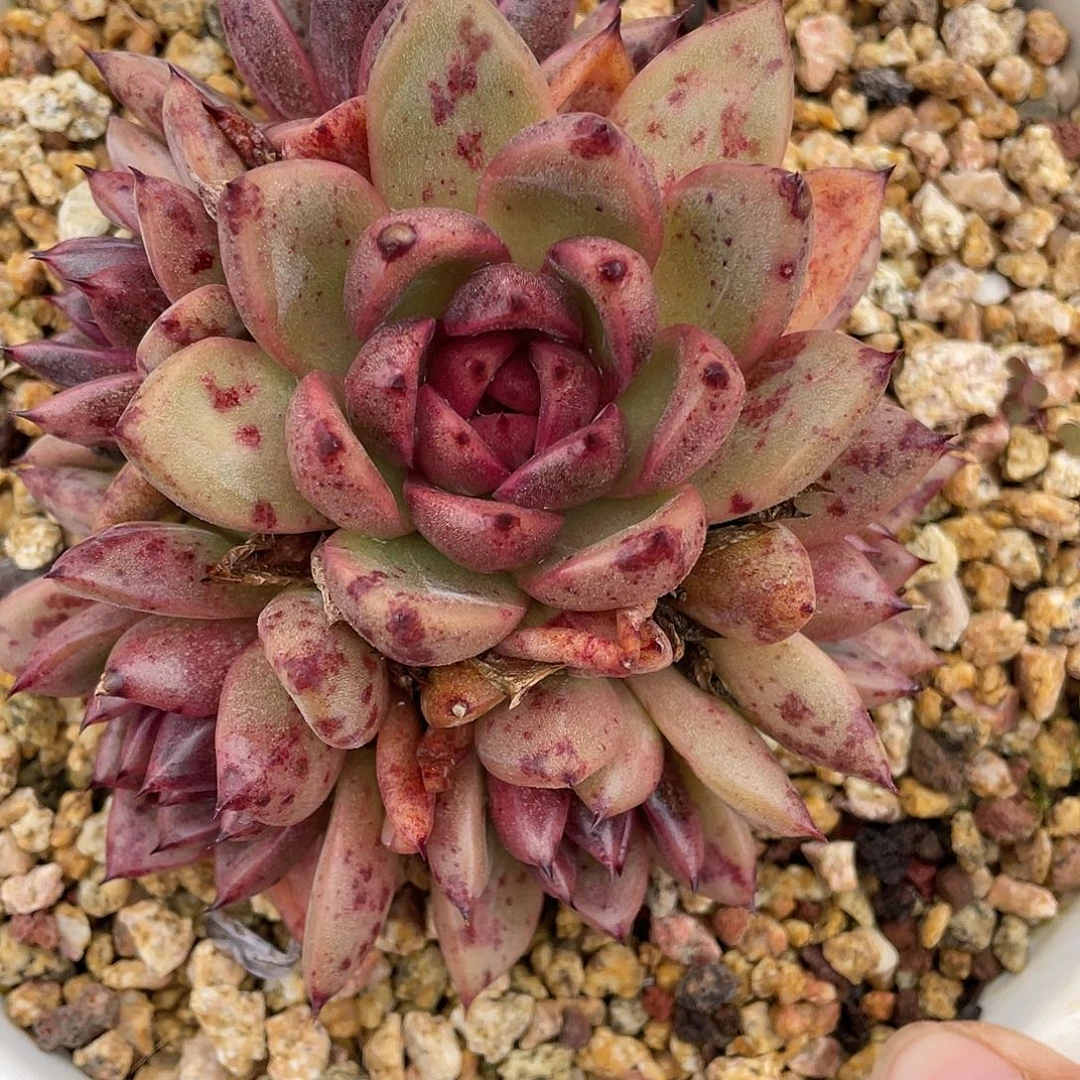 多肉植物一物一拍