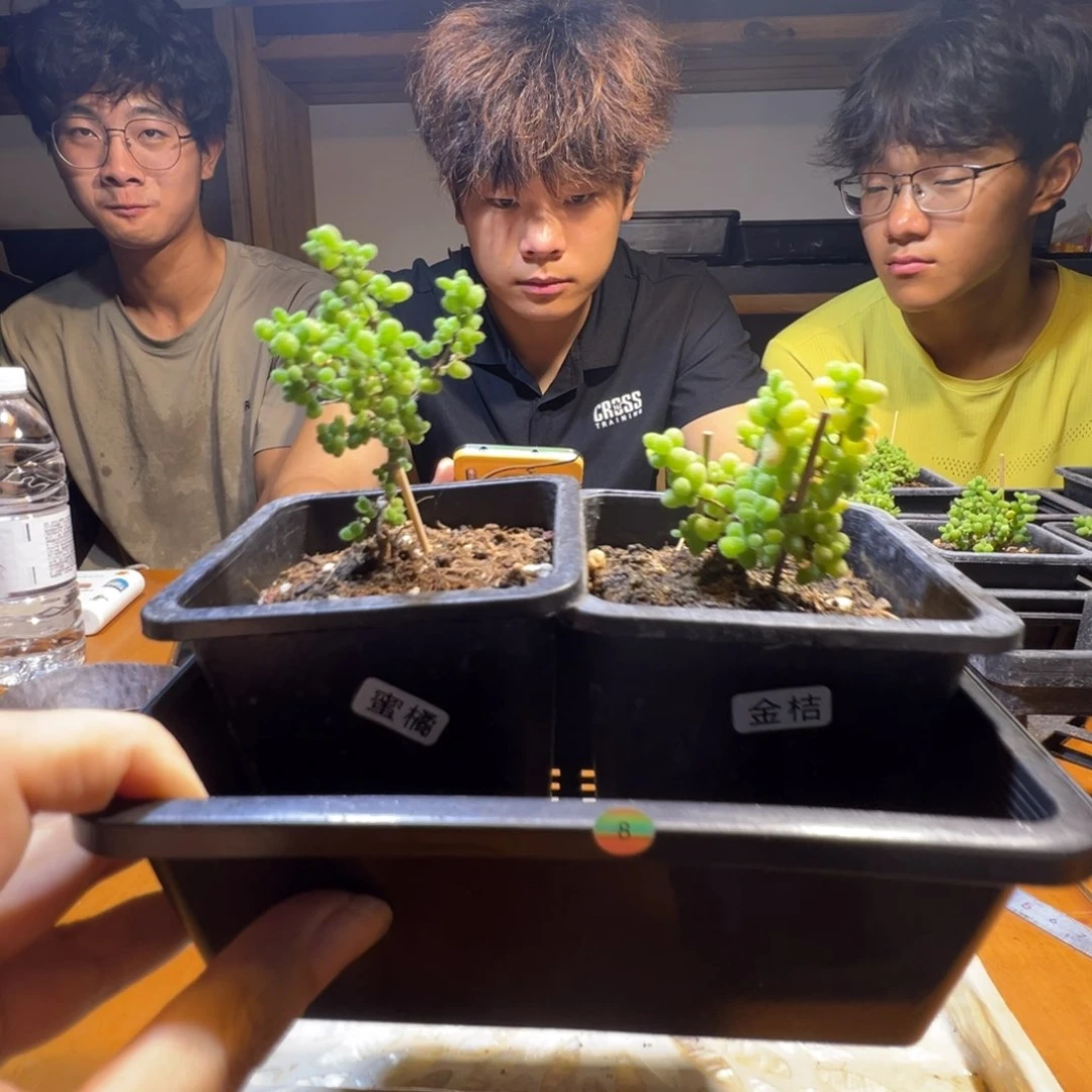 枝干番杏金桔蜜橘组合008