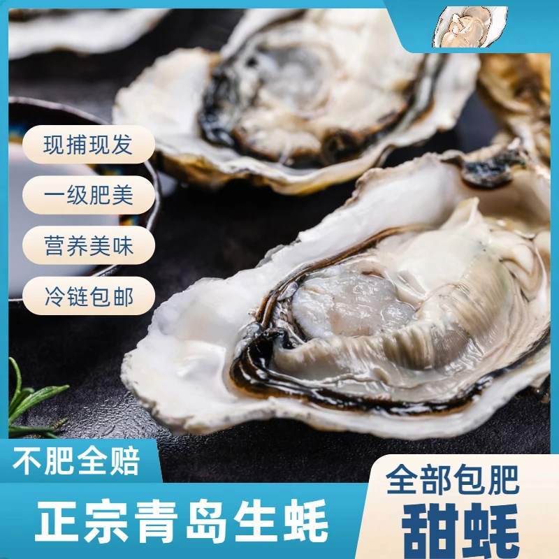 【青岛生蚝】甜蚝10斤 鲜甜口感 特别肥次日发24小时从海里到餐桌