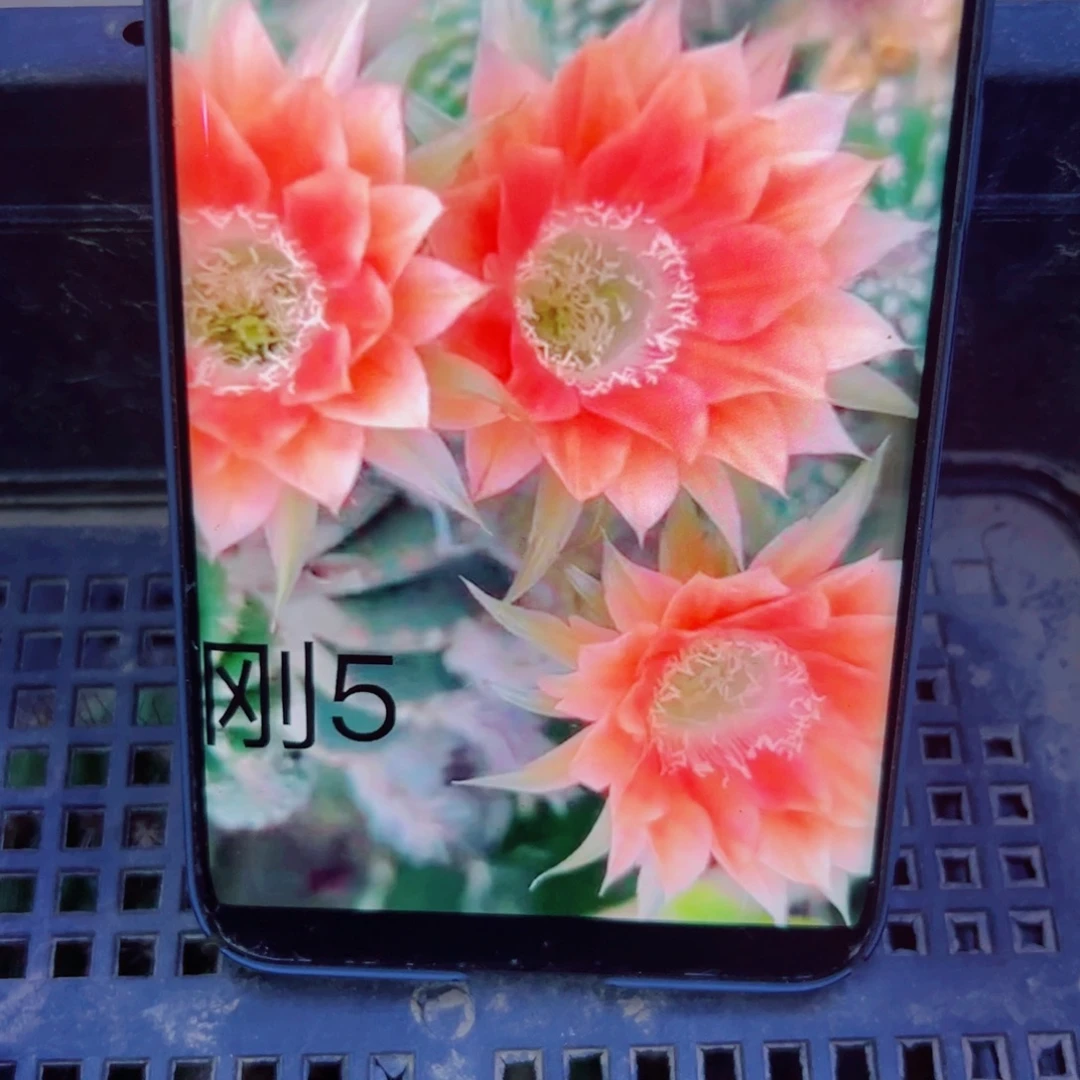 下48金刚5歪无根侧芽5公分左右20包邮