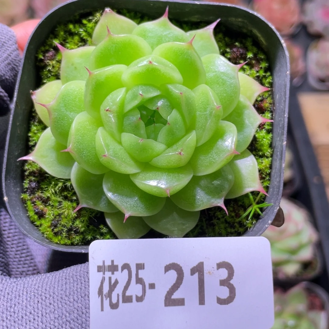 花利美25-213海王